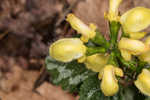 Yellow archangel